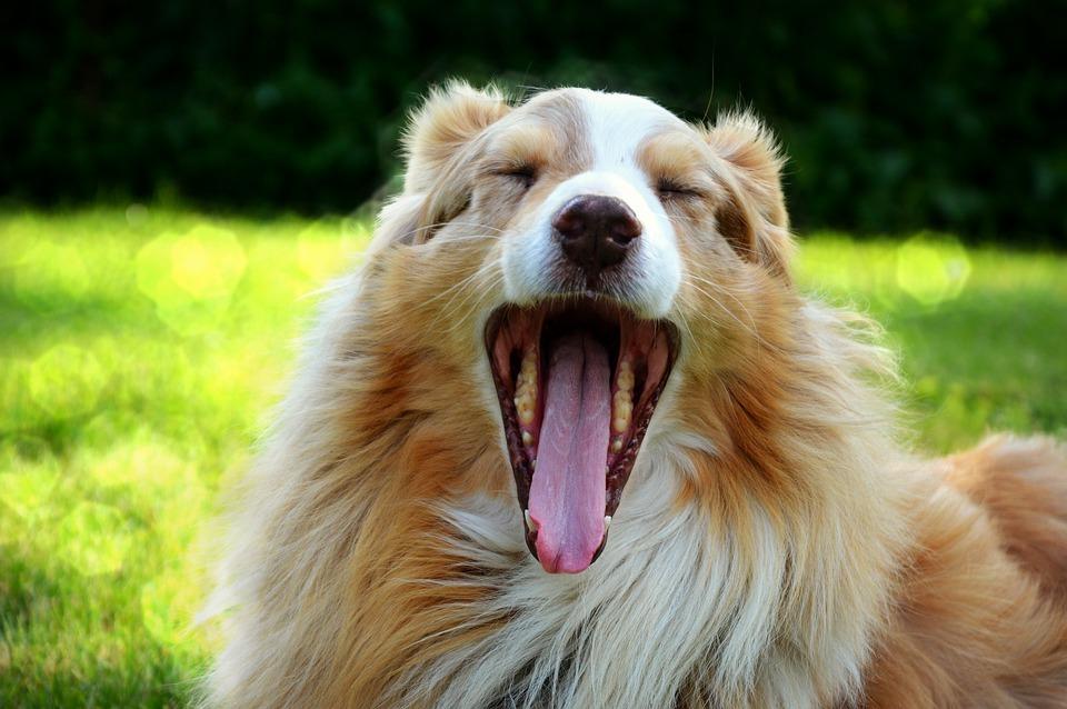 Особенности кормления аусси