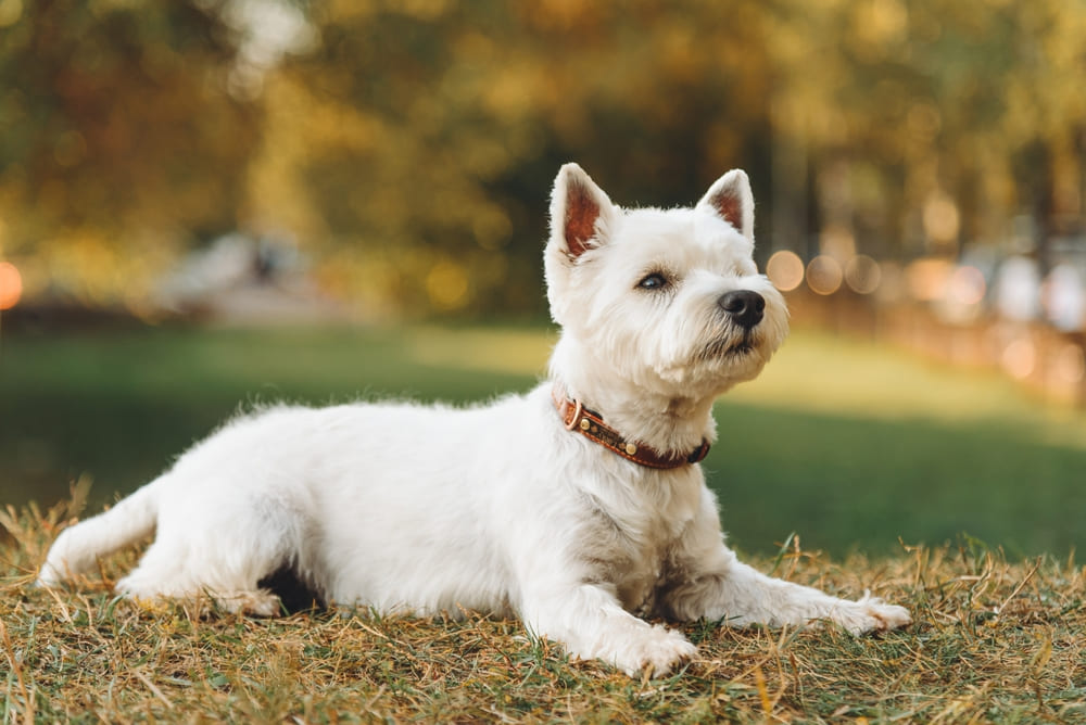 Регулярный выгул влияет на то, сколько живет вест-хайленд-уайт-терьер