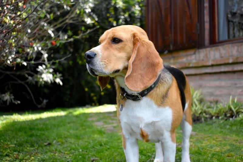 Собаки из зарубежного кино и сериалов: бигль Собаки из зарубежного кино и сериалов: бигль