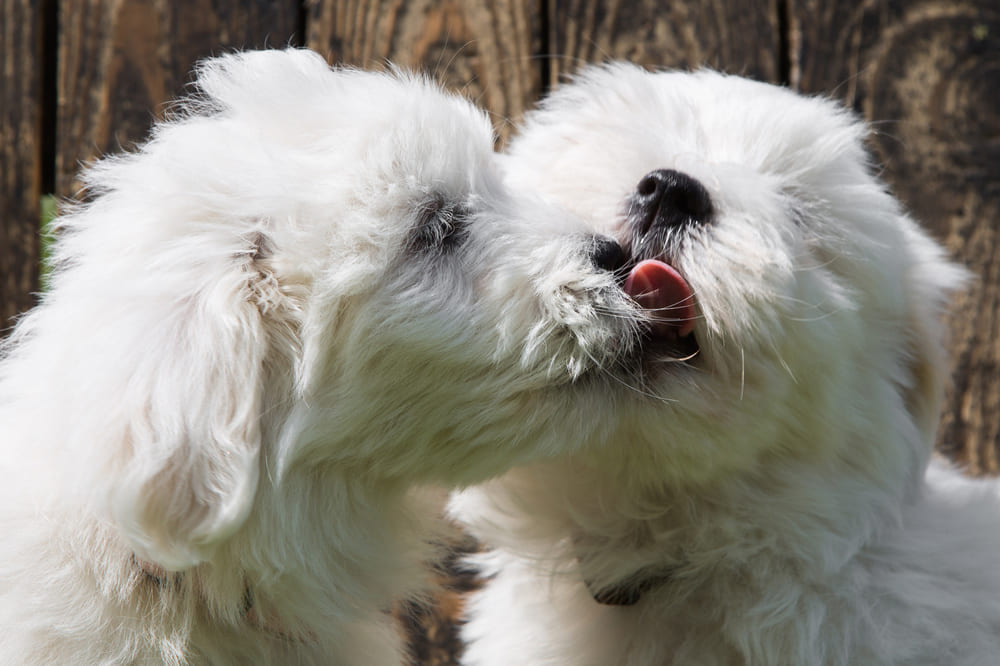 Котон-де-тулеар нуждается в правильном питании