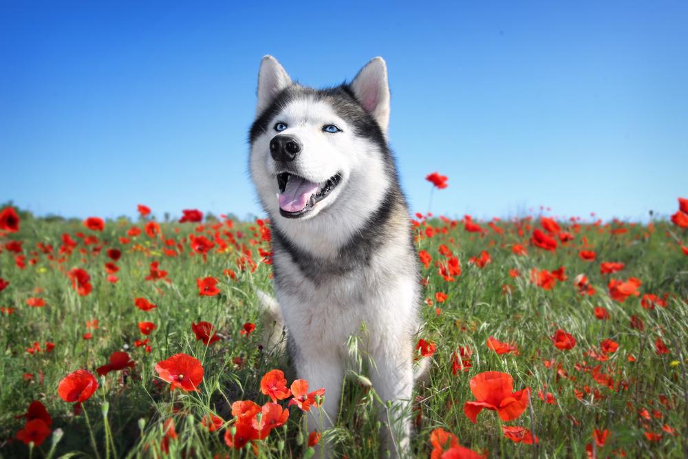 Крупные собаки с хорошим здоровьем: сибирский хаски