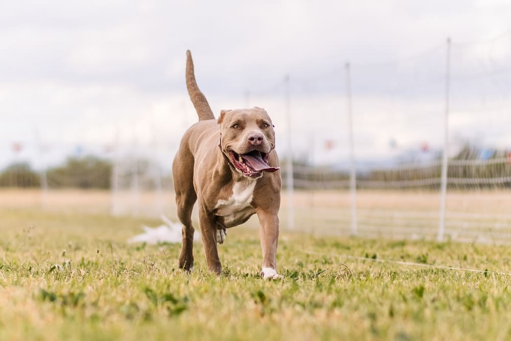 Питбуль настороженно относится к чужим людям