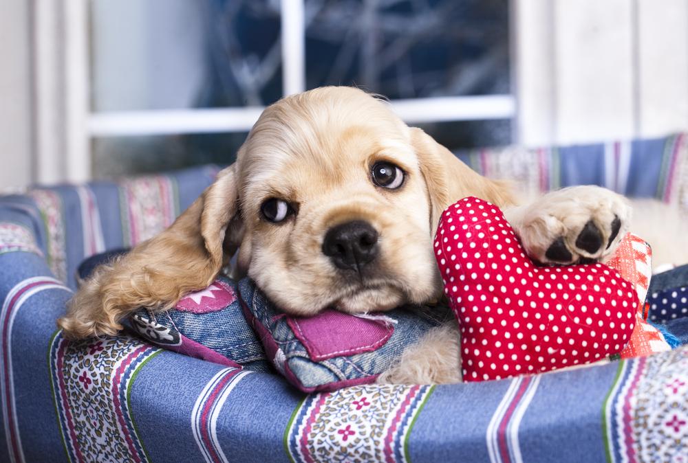 Уход за собакой во время инфаркта Уход за собакой во время инфаркта