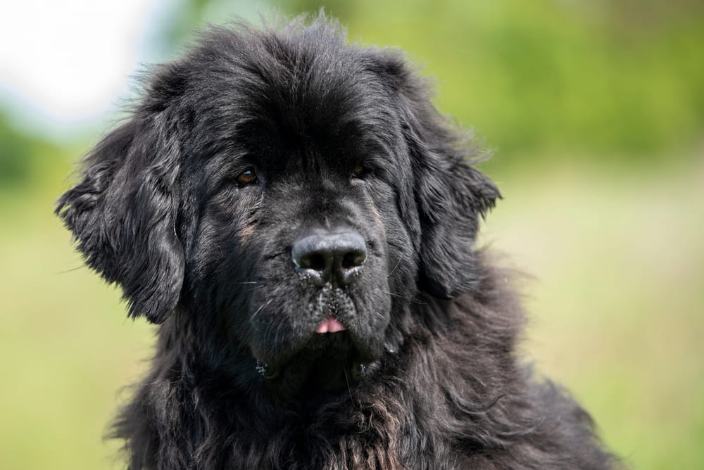 Активность влияет на то, сколько живут ньюфаундленды