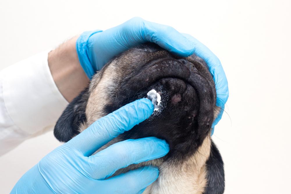 симптоматическое лечение и физиотерапия при дерматите у собак