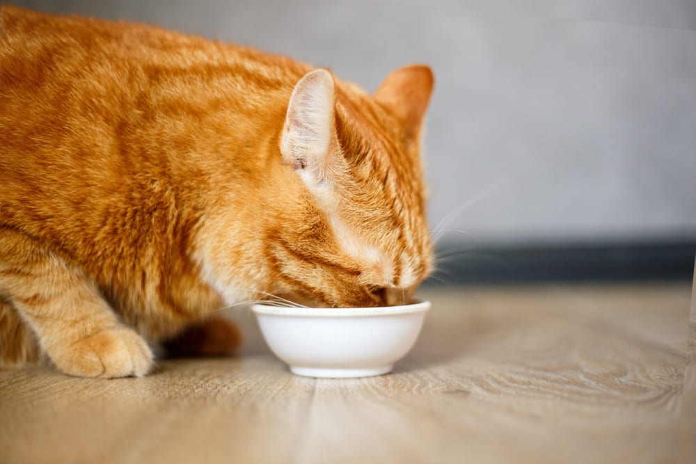 Нужно знать, можно ли предлагать сливки кошке