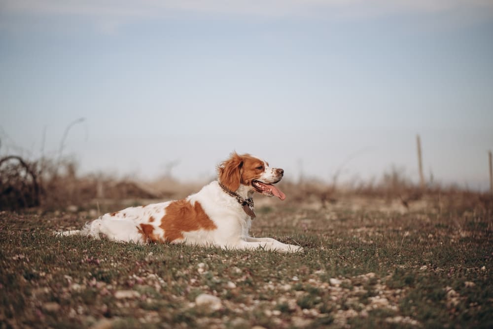 Бретонский эпаньоль нуждается в социализации