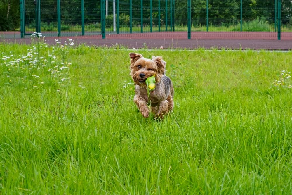 Имена для собак-мальчиков породы йоркширский терьер, или йорк, могут быть английскими