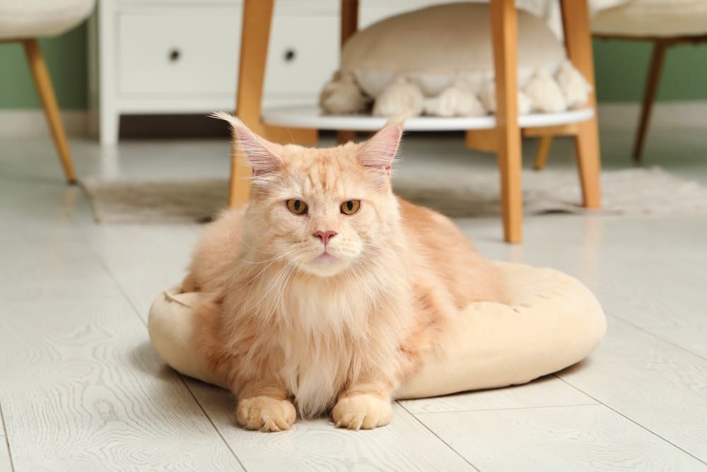 Нужно знать, сколько живут мейн-куны в норме