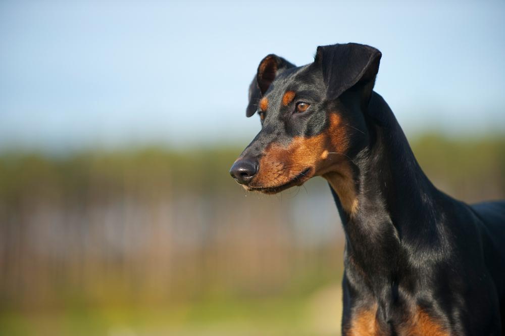 Уход за немецким пинчером 