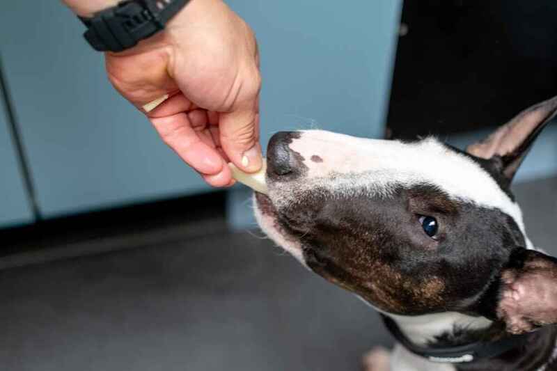 Как кормить мини-бультерьера?