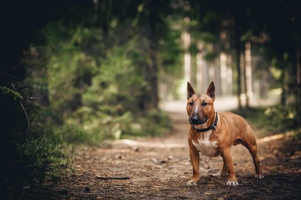 Бультерьер нуждается в обработках от паразитов