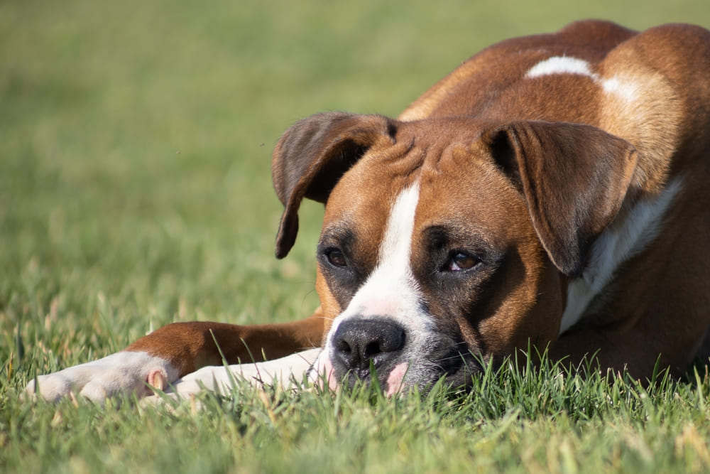 Боксер нуждается в гигиене