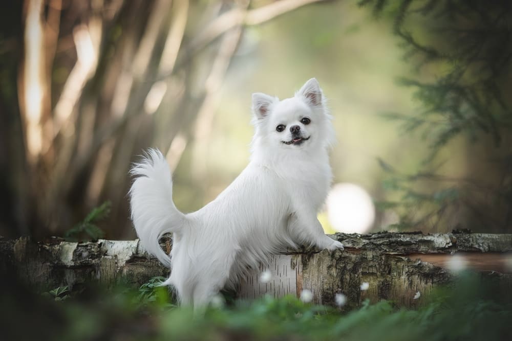 Течка у чихуахуа проходит поэтапно