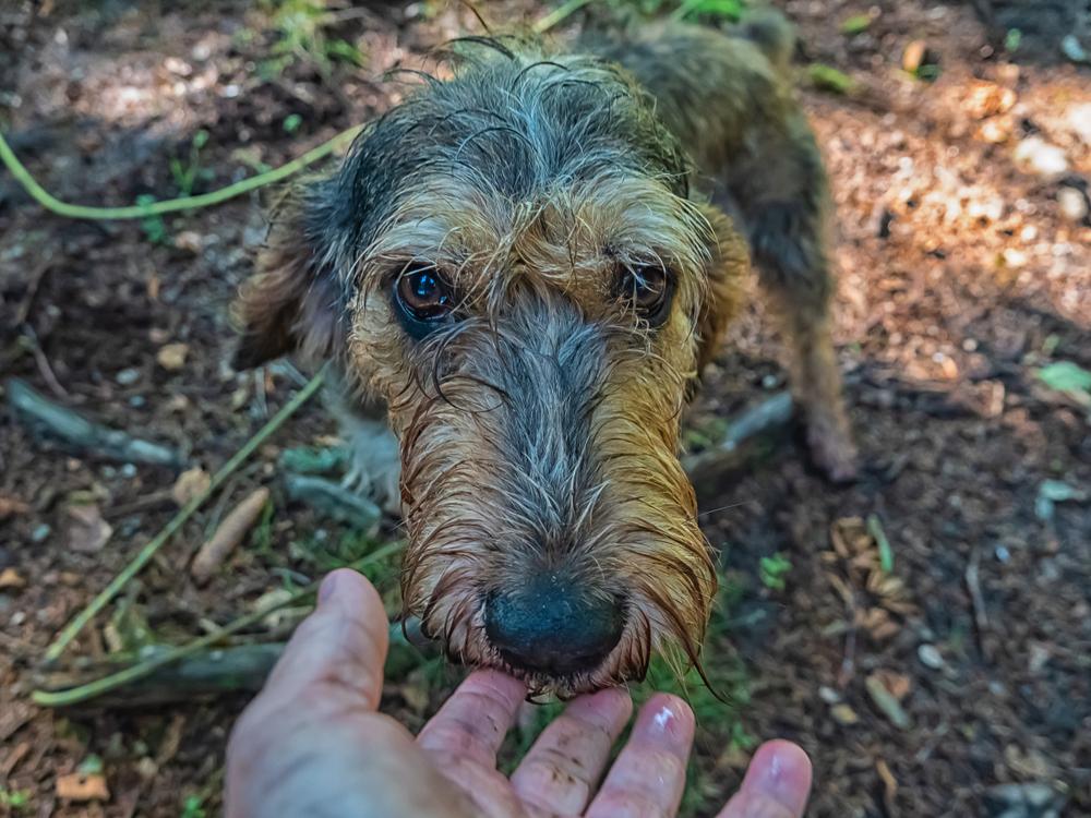 редкие французские породы: нивернейский гриффон.jpg редкие французские породы: нивернейский гриффон.jpg