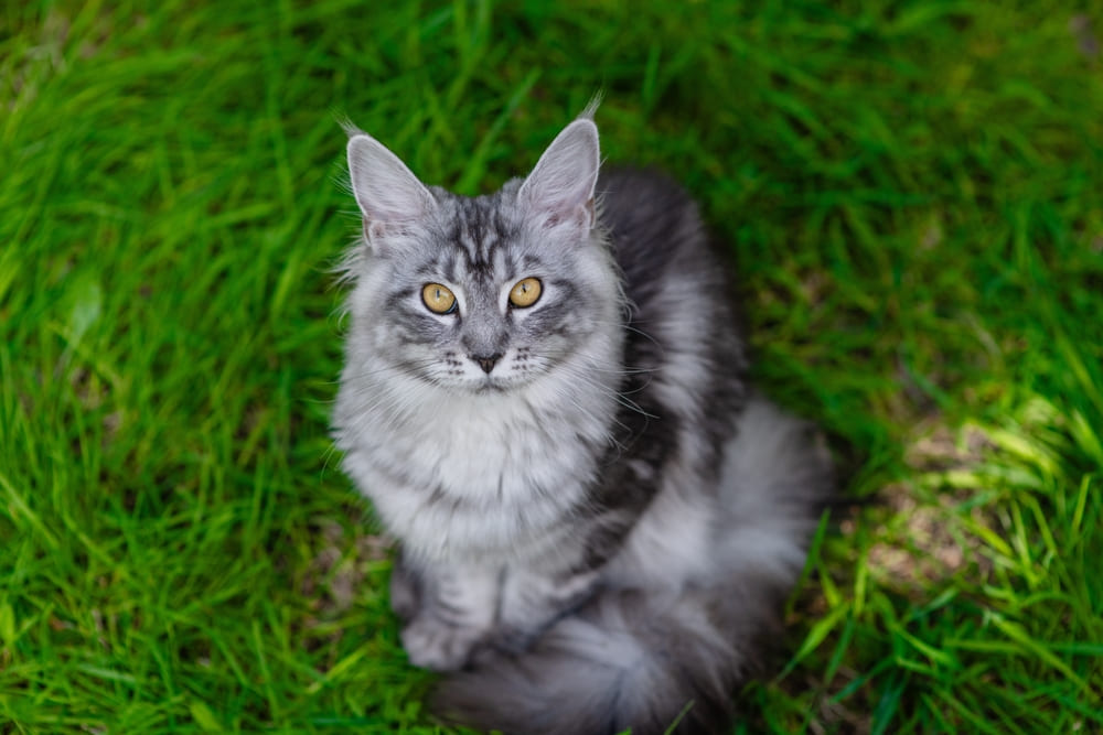 Важно знать, сколько длится беременность у мейн-куна в неделях
