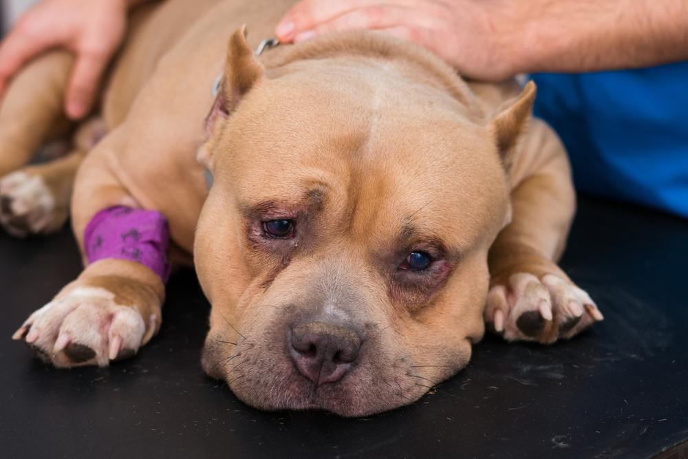 причины появления абсцесса у собак причины появления абсцесса у собак