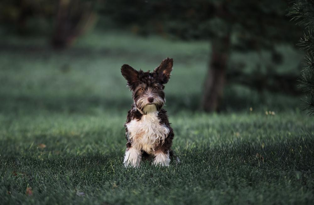 Возможные заболевания биро-йоркширского терьера 