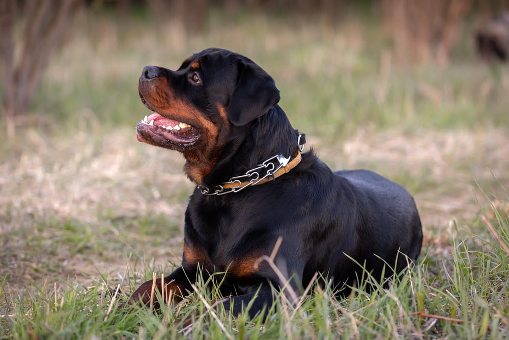 Наличие паразитов влияет на то, сколько весит ротвейлер