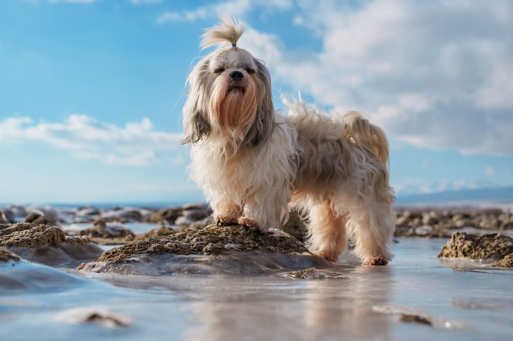 Ши-тцу с течкой нуждается в уходе