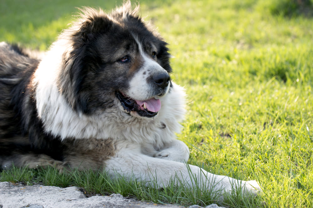 То, сколько весит кавказская овчарка, зависит от ее возраста