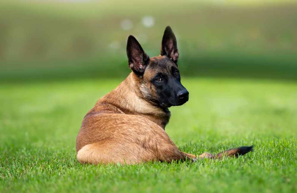 Владелец в силах повлиять на то, сколько проживет бельгийская овчарка