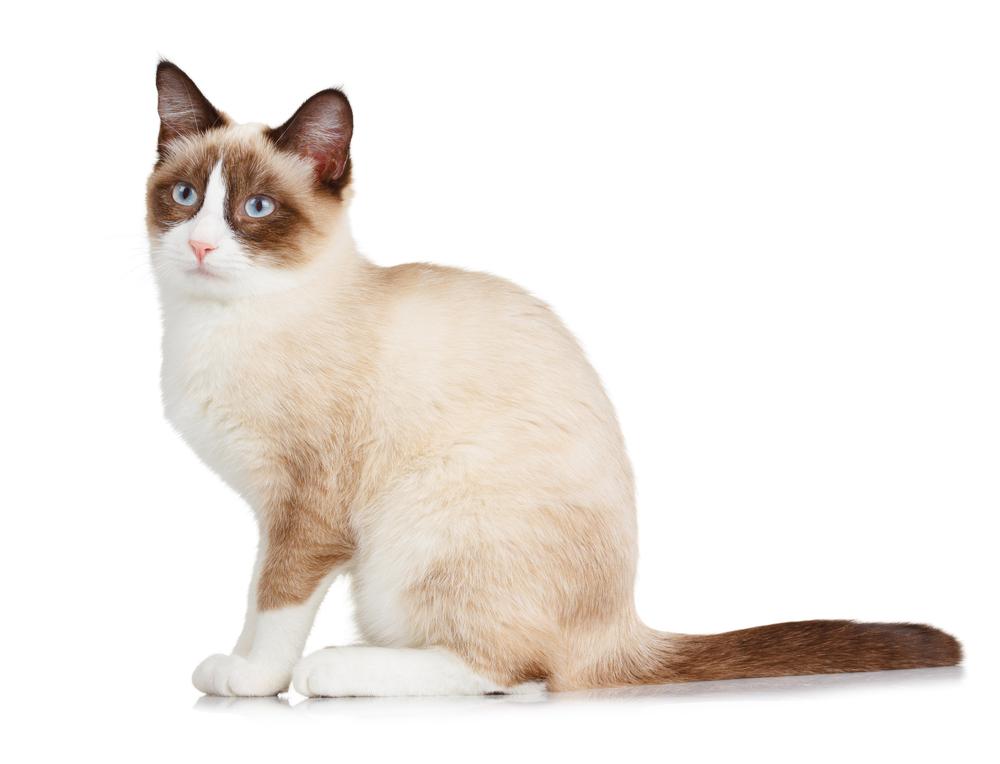 Дрессировка сноу-шу