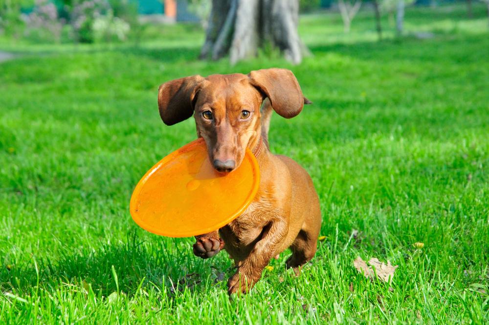 Гладкошерстная рыжая такса