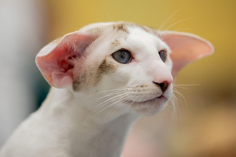 У ориентальных кошек встречаются болезни глаз