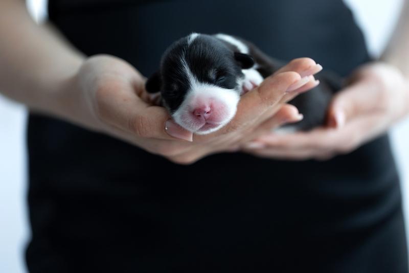 Маленький щенок черного корги