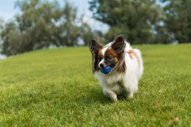 Вес папильона может быть низким