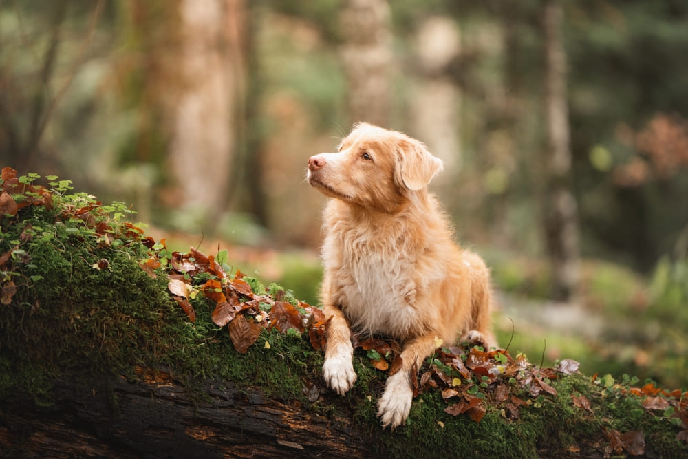 Толлеры имеют склонность к некоторым болезням