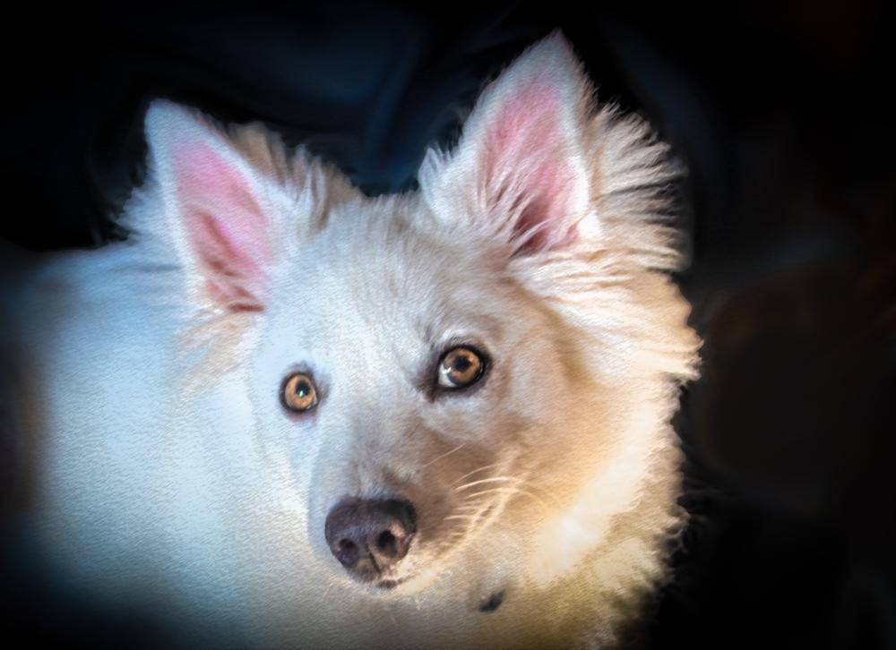 Репродуктивное здоровье американского эскимосского шпица