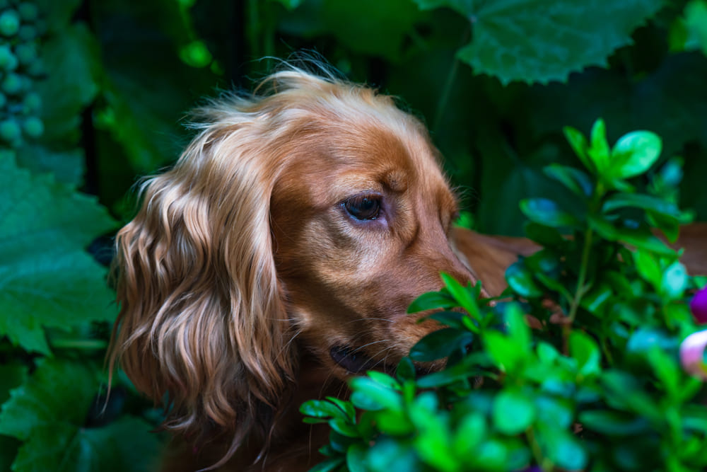 У кокер-спаниелей могут диагностироваться болезни сердца