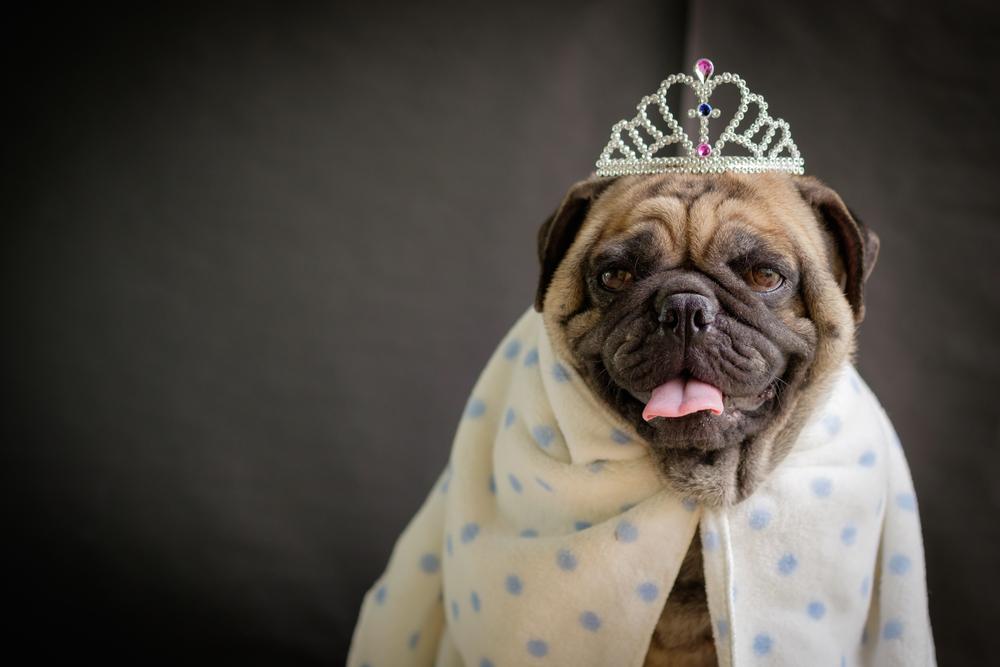 Собаки европейских монархов: мопс Собаки европейских монархов: мопс