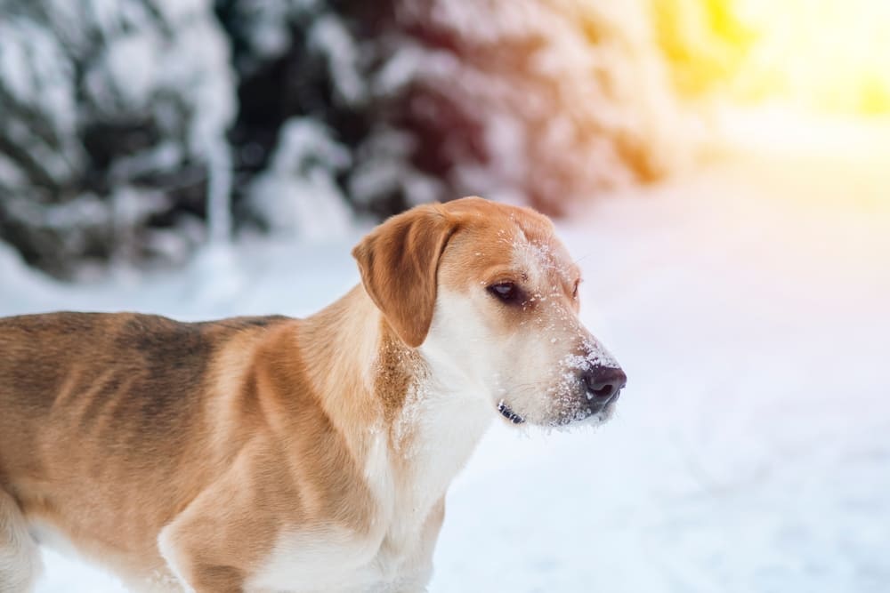 Важно знать, сколько живут русские гончие в норме
