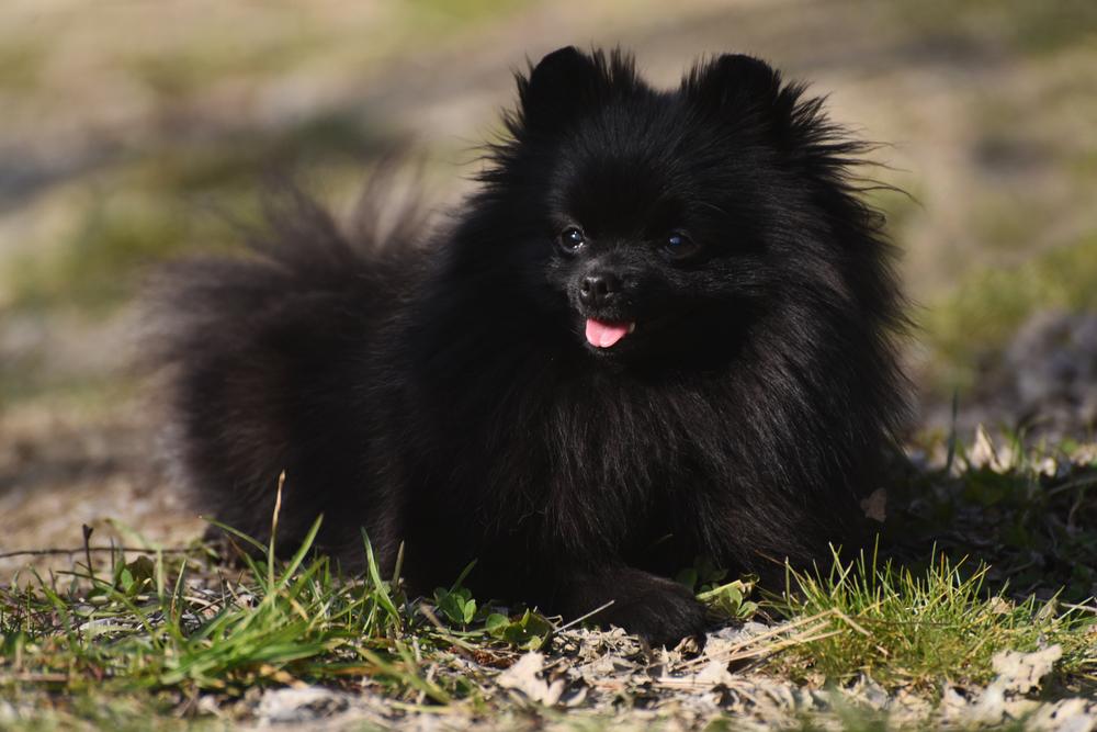 Окрасы померанских шпицев, разрешенные FCI: черный Окрасы померанских шпицев, разрешенные FCI: черный