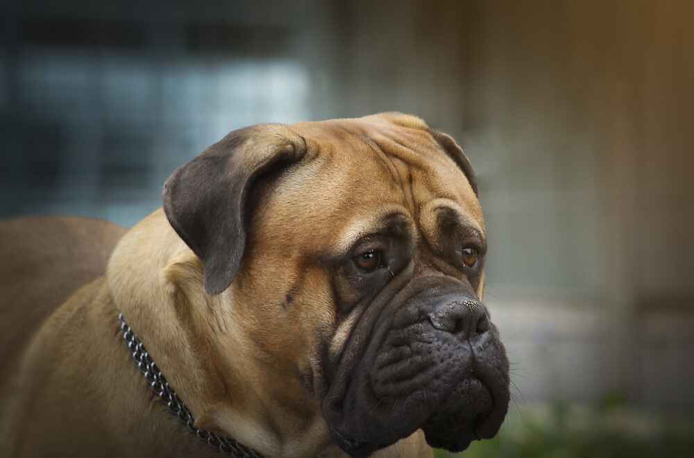 Какой интеллект у бульмастифа?