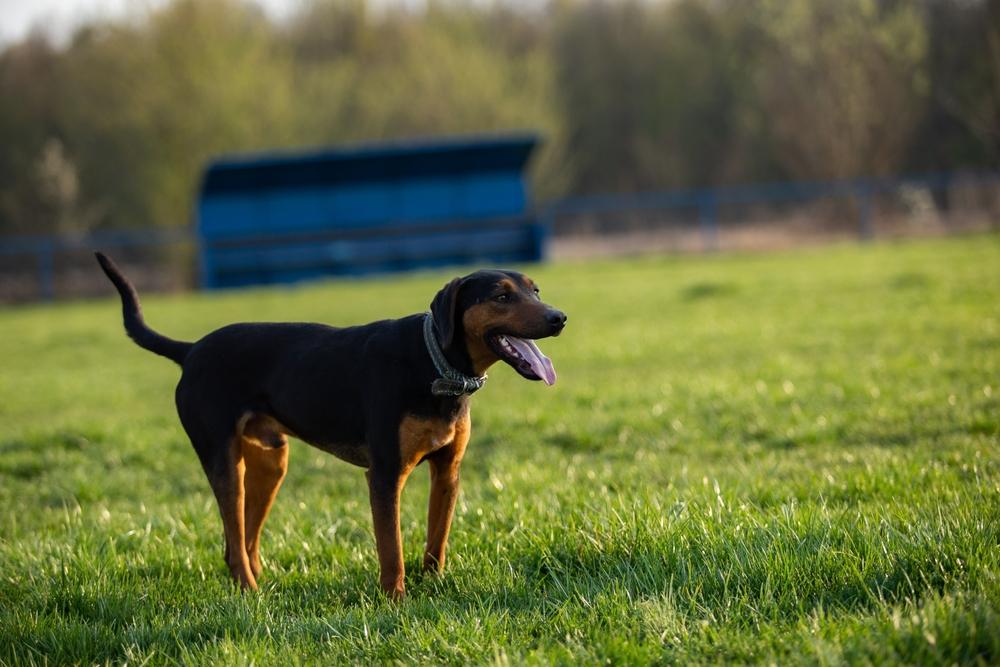 Выгул и активность австрийской гончей 