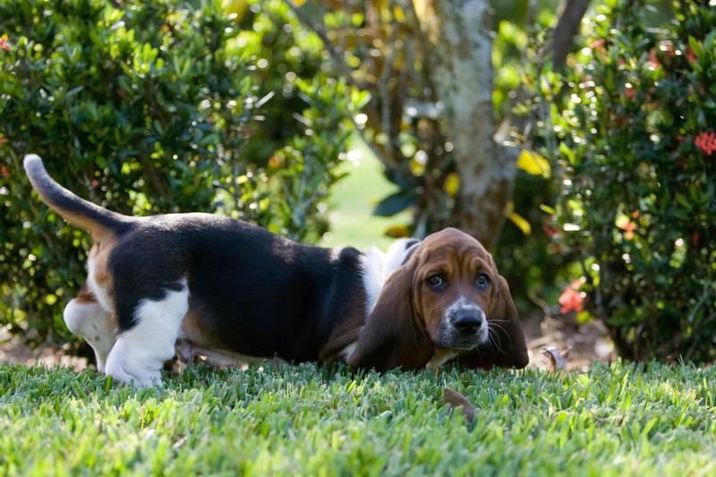редкие французские породы: артезиано-нормандский бассет.jpg редкие французские породы: артезиано-нормандский бассет.jpg