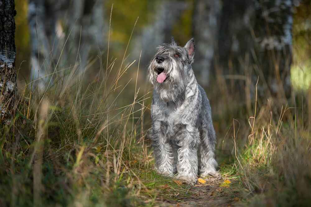 Есть факторы, влияющие на продолжительность жизни миттельшнауцера