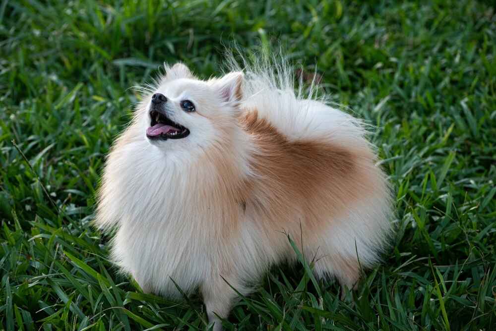 Владельцу важно знать, сколько длится беременность у шпица
