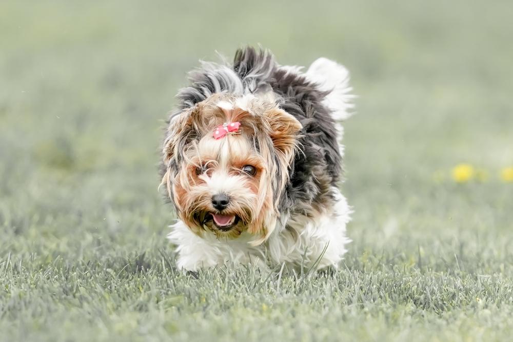 Какой груминг нужен ши-тцу любого окраса