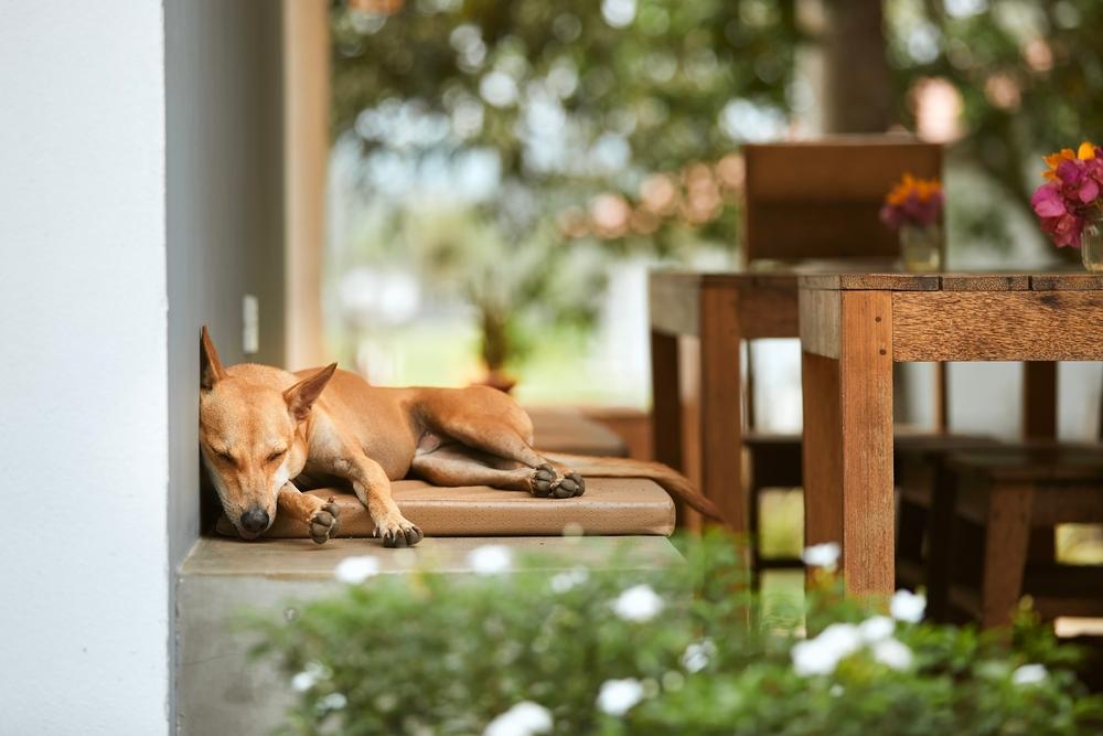 Как отучить собаку гадить во дворе Как отучить собаку гадить во дворе