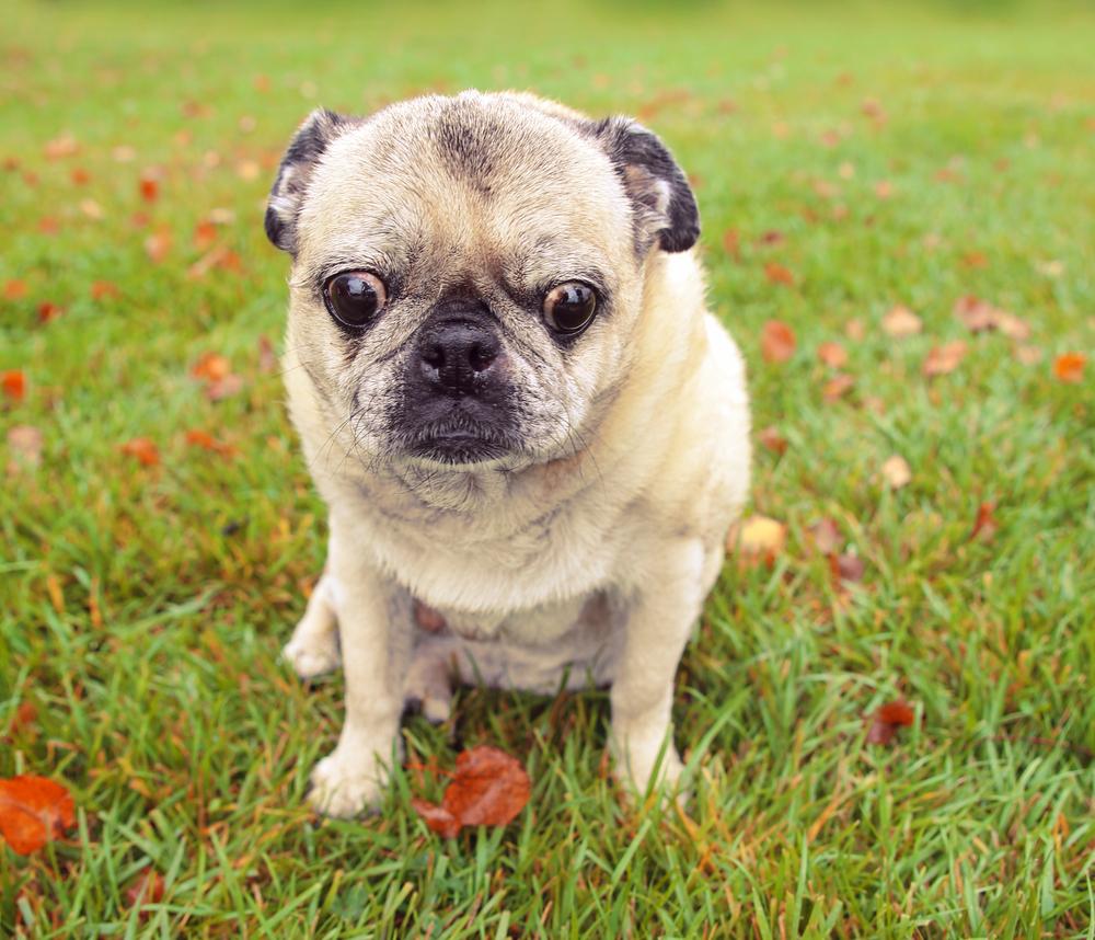 Уход за мини-мопсом