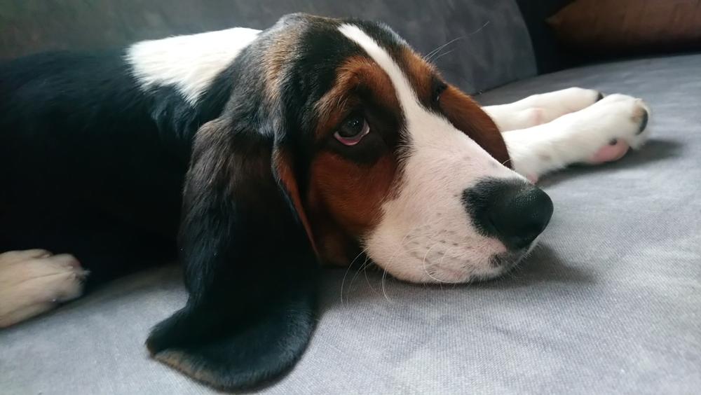 Репродуктивное здоровье финской гончей