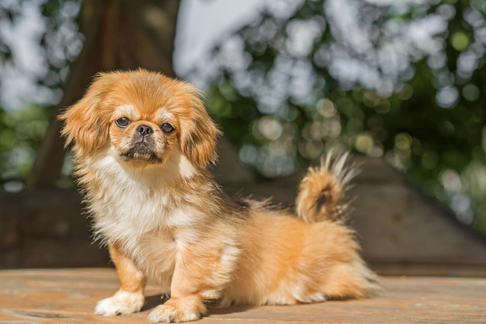 Маленькие породы, похожие на мопса: пекинес Маленькие породы, похожие на мопса: пекинес