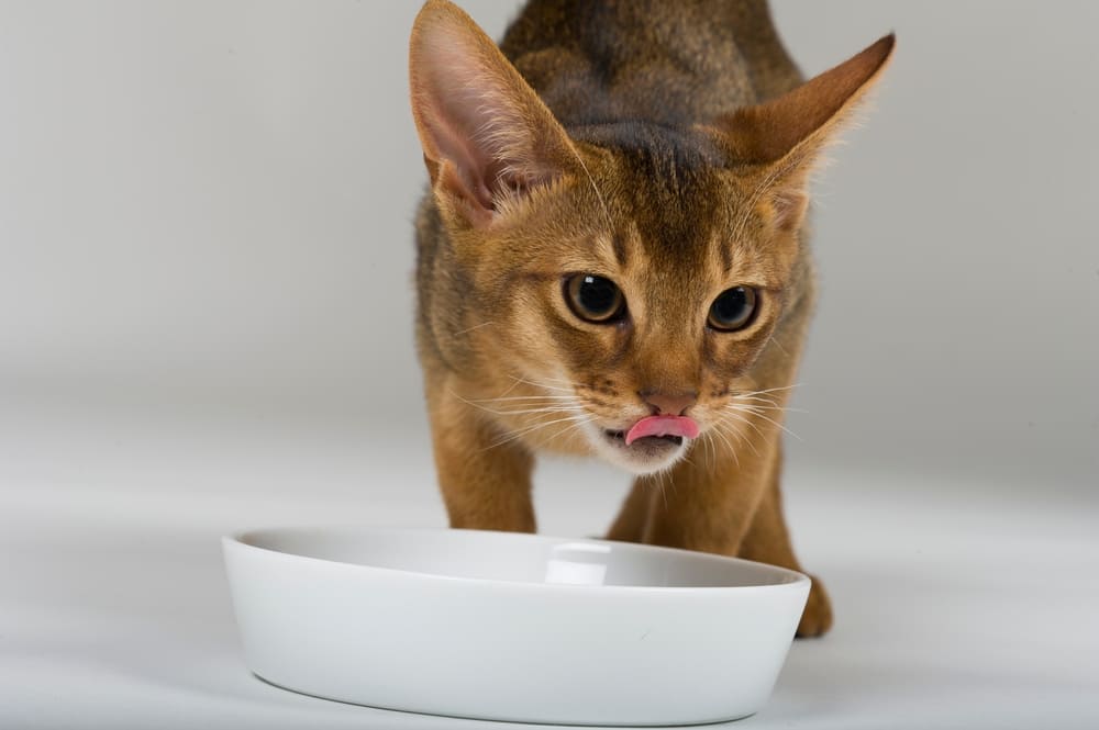 Кошке можно небольшое количество рукколы