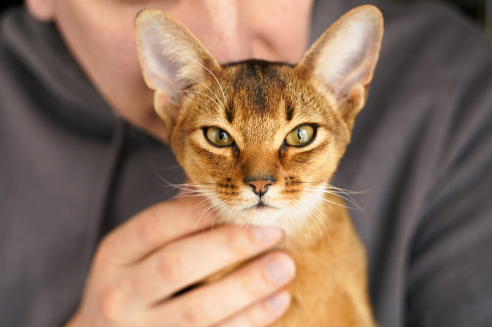 Диспансеризация влияет на то, сколько проживет абиссинская кошка