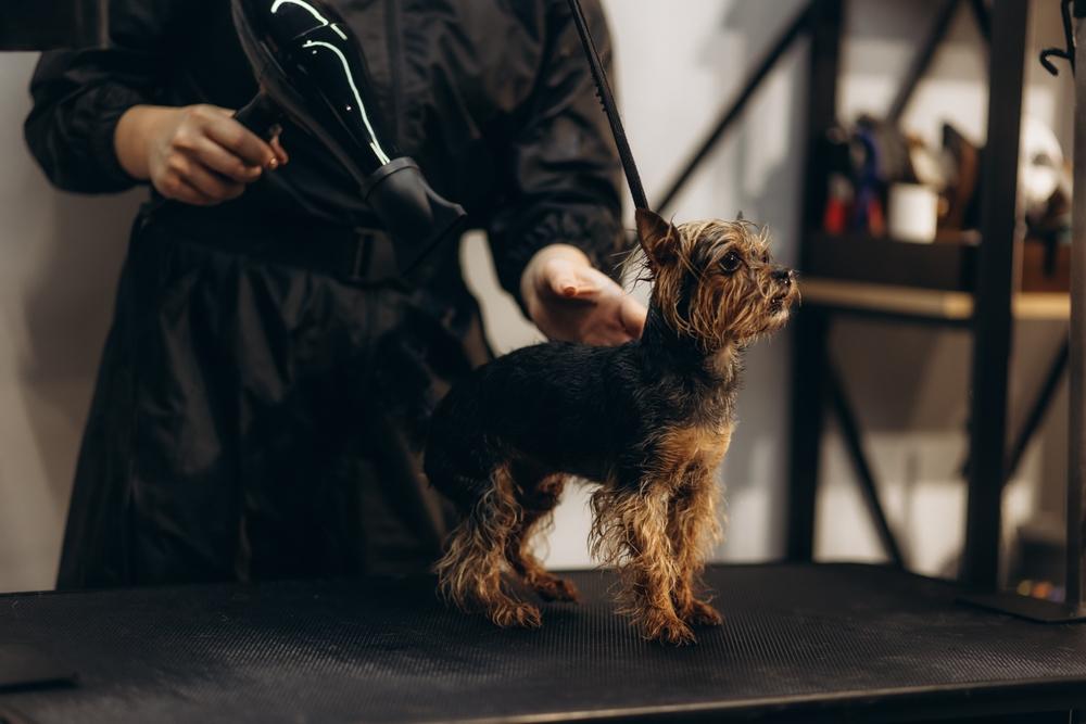 Черный йорк у грумера